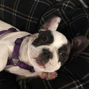 Meet your Posher, Danica